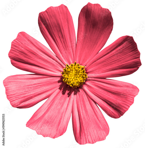 Red Primula flower macro photo isolated on transparent background. PNG file