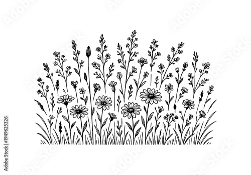 Daisy Flower Hand Drawn Illustration Vector by AZ for Books, Arts, Design and Decoration Graphic Asset