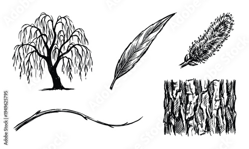 Willow tree sketch, botanical drawing with branch, leaf, flower, and bark textures illustration isolated.