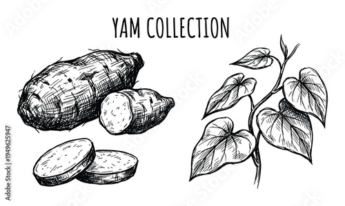 Yam collection vector illustration, root vegetable, leaves and sliced tubers in detailed hand-drawn sketch style