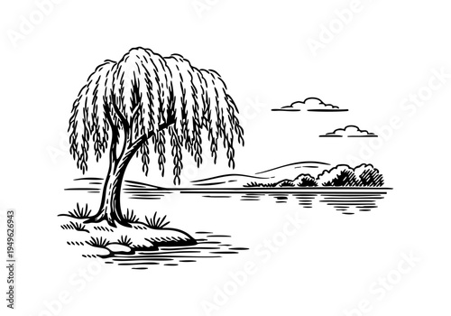 Willow Tree Hand Drawn Illustration Vector by AZ for Books, Arts, Design and Decoration Graphic Asset