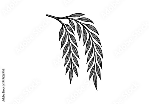 Willow Tree Hand Drawn Illustration Vector by AZ for Books, Arts, Design and Decoration Graphic Asset