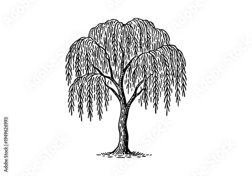 Willow Tree Hand Drawn Illustration Vector by AZ for Books, Arts, Design and Decoration Graphic Asset