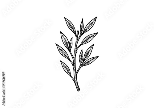 Willow Tree Hand Drawn Illustration Vector by AZ for Books, Arts, Design and Decoration Graphic Asset