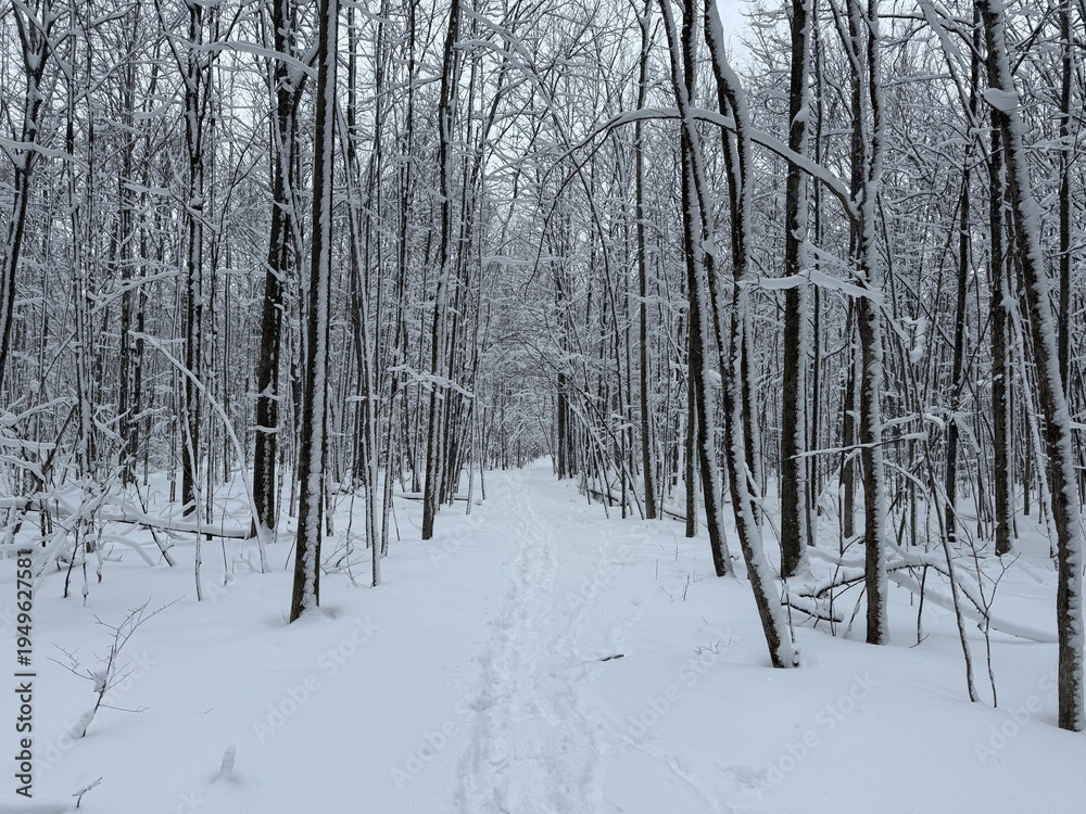 Fototapeta premium Maple forest after heavy snow storm, Quebec, Canada