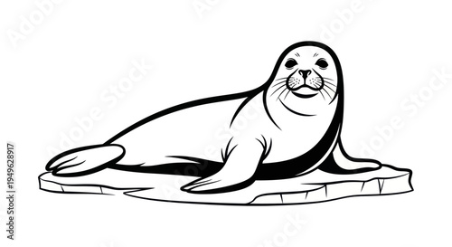 Seal lying on ice floe illustration