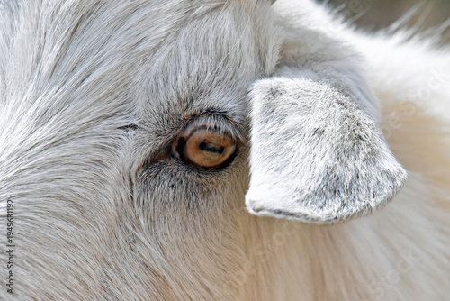 Goat Eye