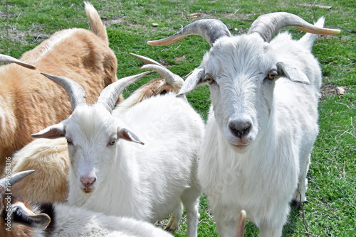 Goats with Horns and Beard