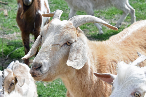 Goats with Horns and Beard