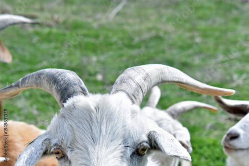 Goat head with horns