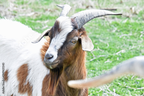 Goats with Horns and Beard