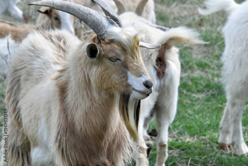 Goats with Horns and Beard