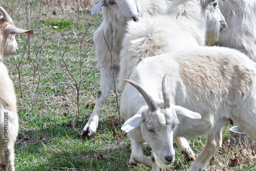 Goats with Horns and Beard