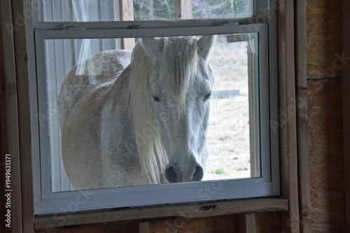Horse Looking Through Window