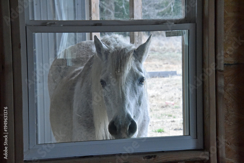 Horse Looking in Window