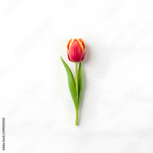 Single Red and Yellow Tulip Flower Isolated on White Background 1.