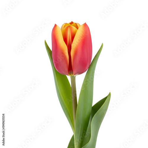 Single Red and Yellow Tulip Flower Isolated on White Background 3.