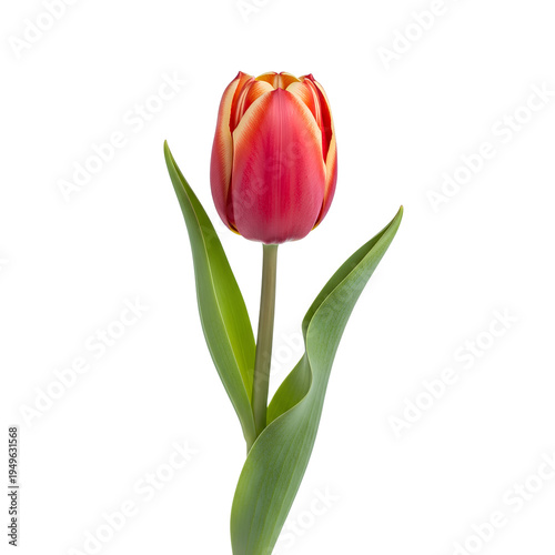 Single Red and Yellow Tulip Flower Isolated on White Background 4.