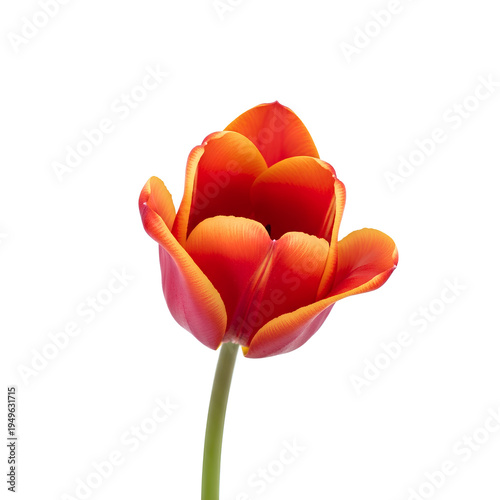 Single Red Orange Tulip Flower Isolated on White Background.