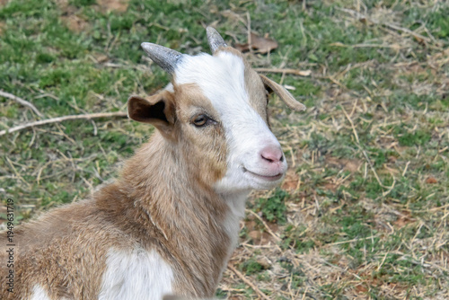 Baby Goat