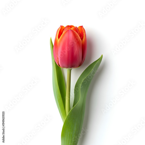 Single Red Tulip Flower Isolated on White Background 6.