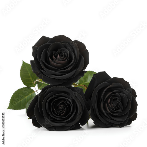 Three Black Roses Isolated on White Background 3.
