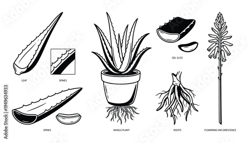 Aloe vera plant detailed illustration with leaf spines roots flower and gel slice