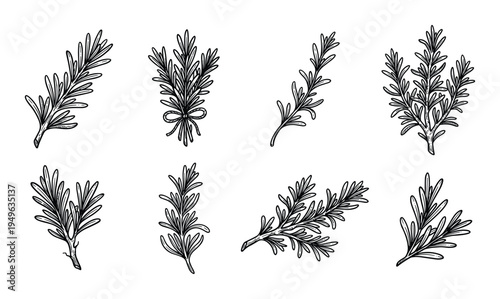 Rosemary sprig collection with hand drawn herbal branches for culinary and botanical projects