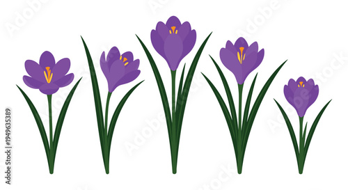 Crocus flowers illustration in purple and yellow colors with green stems and leaves arrangement on white background
