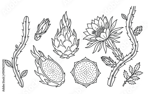 Detailed dragon fruit plant illustration with flower, branches and cross section in black and white line art