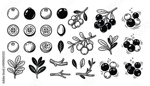 Lingonberry and cranberry fruit collection with leaves and branches