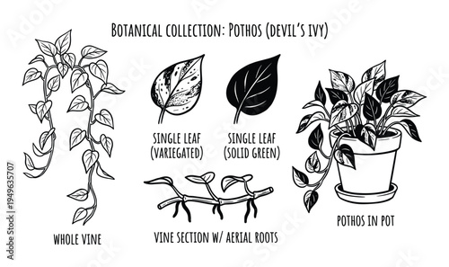 Botanical collection of pothos houseplant illustrations for indoor garden lovers