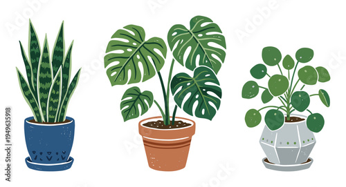 Three potted plants vector illustration: snake plant, monstera, and chinese money plant isolated