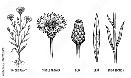 Cornflower botanical illustration with whole plant, single flower, bud, leaf, stem section drawings.