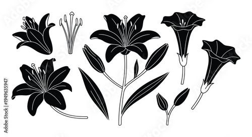 Lily flower silhouettes and botanical parts set isolated on transparent background vector