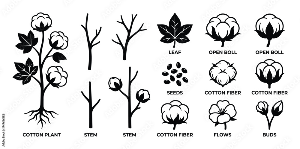 Obraz premium Cotton plant icons and raw fiber production elements set