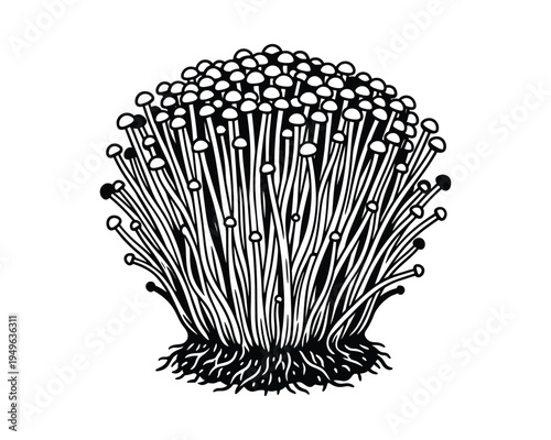 Enoki Mushrooms Drawing, Edible Japanese Mushrooms, Agaricales Fungus, Isolated on White Background