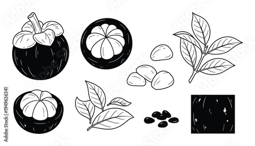 Mangosteen fruit illustration with leaves, seeds and cross section vector art, isolated design elements, line art drawing