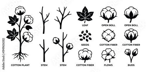 Cotton plant icons and raw fiber production elements set