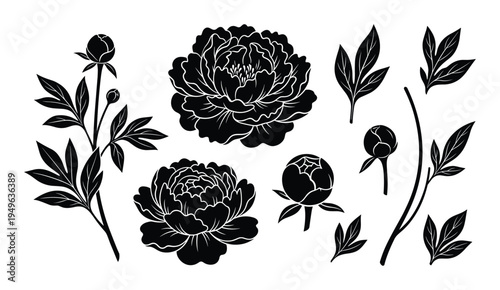 Set of black silhouette peony flowers and leaves illustration, blooming flower bud and plant branch collection