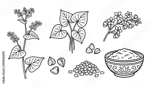 Buckwheat Plant Drawing: Flowers, Leaves, and Seeds Illustration in Black and White Line Art