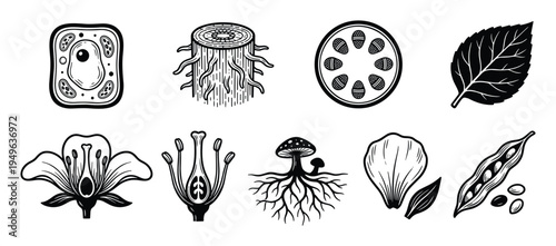 Set of black and white botanical elements, plant anatomy parts, and natural life cycle stages
