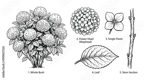 Hydrangea plant anatomy. whole bush, flower head, single floret, leaf, and stem section botanical illustration