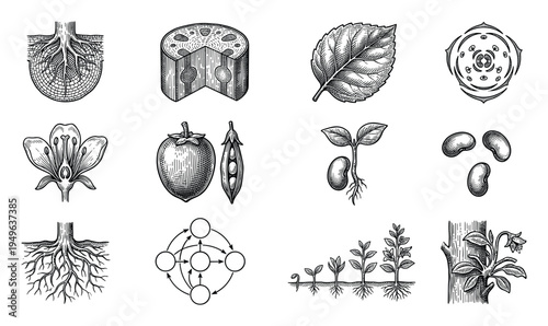 Collection of botanical illustrations depicting plant structures, root systems, and agricultural products