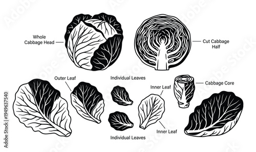 Cabbage vegetable illustration showing whole head and parts