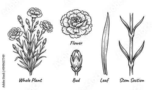 Detailed hand-drawn illustrations of carnation flower parts