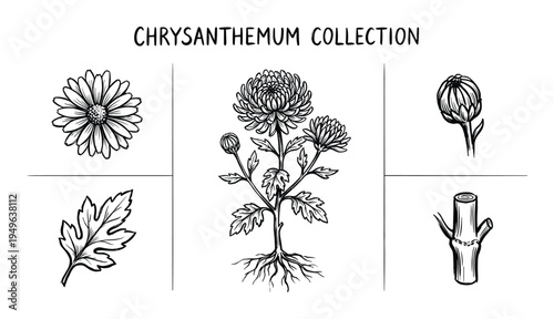 Chrysanthemum collection showing flower buds leaf stem section and whole plant roots detailed drawing
