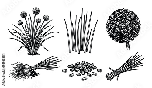 Chives plant with bulbs flowers and chopped pieces line art on transparent background