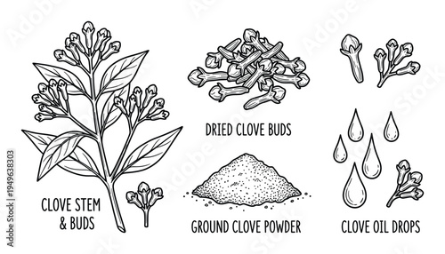 Clove stem buds dried ground powder oil drops hand drawn sketch vector elements