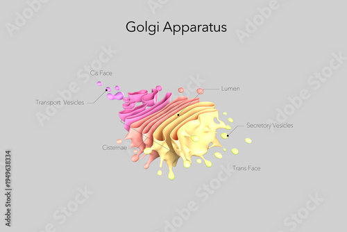 Photos 3D illustration of the Golgi apparatus in a eukaryotic cell with labeled cis face, trans face, cisternae, lumen, and transport vesicles